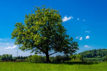 Einsamer Kastanienbaum unter blauem Himmel