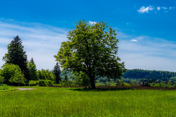Kastanienbaum im Leutstettener Moos bei Starnberg Oberbayern