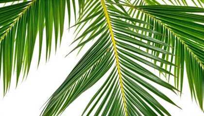 Obraz premium green grass isolated on white