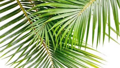 Obraz premium green grass isolated on white