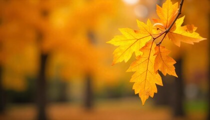 Fototapeta premium autumn leaves in the forest