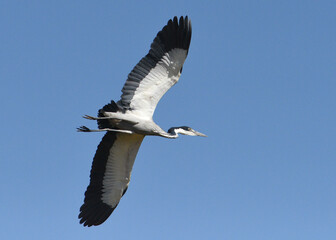 Flight of the Heron