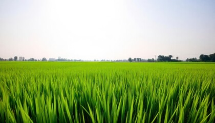 Fototapeta premium rice field and blue sky