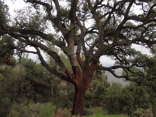 Tolox (Province of Málaga, Andalusia, Kingdom of Spain)