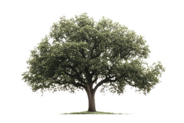 Large green tree with a full canopy standing alone on a grassy landscape against a white background