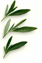Obraz premium Three sprigs of fresh rosemary leaves on white background; ideal for culinary or herbal product packaging