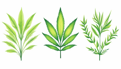 Obraz premium Three types of green leaves, isolated on white background, for botanical illustrations or herbal product designs
