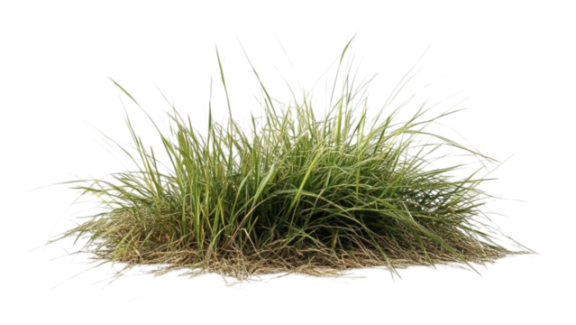 Green grass with dirt isolated on a white background and texture
