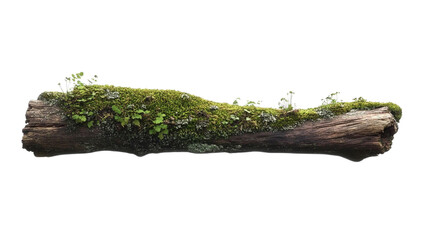 Fresh green moss on rotten branch isolated on white, side view
