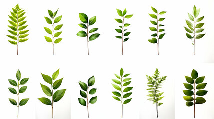 Twelve green leaves isolated on white background for design, decoration, and illustrations