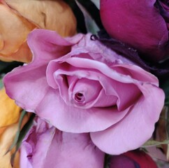 pink rose on a white background