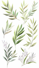 Naklejka premium Watercolor Olive Branch Collection; Green leaves, botanical illustration, isolated on white; design elements for invitations, cards
