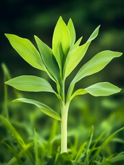 Obraz premium Young sprout growing in a lush green meadow, signifying new life and growth. Ideal for environmental or botanical themes