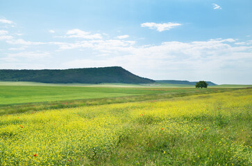 Fototapeta premium Fields of blooming rapeseed and ripening wheat in the highlands.