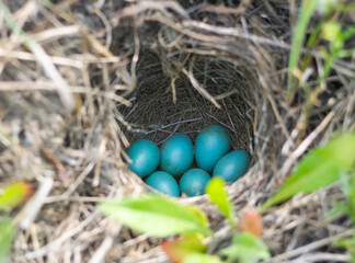 eggs in a nest among the grass.
