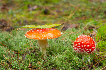 Fly Agarics, latin name is Amanita muscaria.