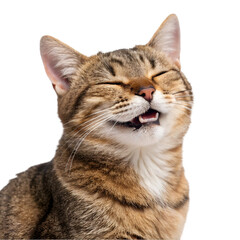 cute, adorable cat having cute smile on its face with closed eyes on white background