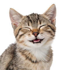 Obraz premium cute, adorable cat having cute smile on its face with closed eyes on white background