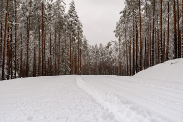 Snowy Forest Road through Pine Trees. Winter Wonderland in Pine Woods.