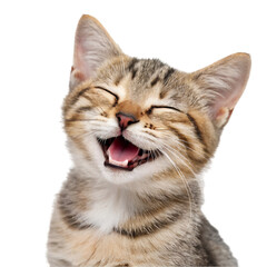 cute, adorable cat having cute smile on its face with closed eyes on white background