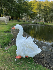Obraz premium White goose against the background of nature