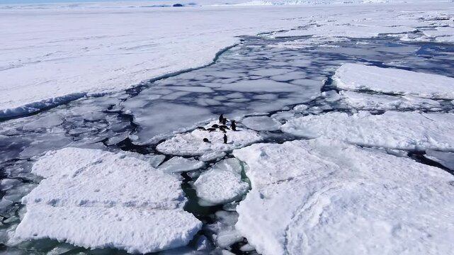 Spring in Antarctica. Penguins run on a glacier along a river. A population of penguins in spring in Antarctica. Ice in ocean is melting. Aerial shot. Top view.
