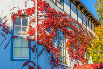 The photo shows a charming building with colorful ivy, classic windows and clear blue sky - an autumnal sunny day