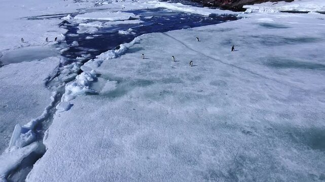 A population of penguins in spring in Antarctica. Family of penguins walk on a glacier along a river. Ice in ocean is melting. Aerial view.