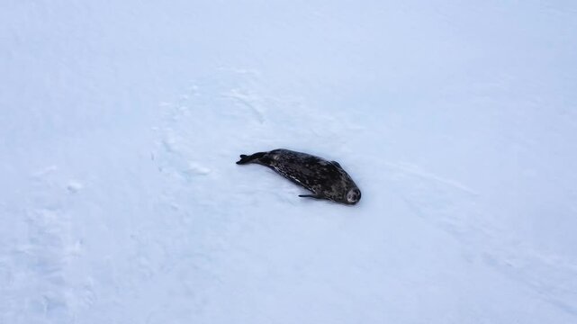 Sea lion or seal lying on ice. Arial shot. Top view of the Arctic wilde life. Saving Earth of global warming and ice melting.