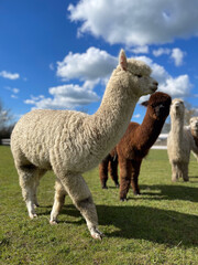 Fototapeta premium Group of young Alpacas under blue sky