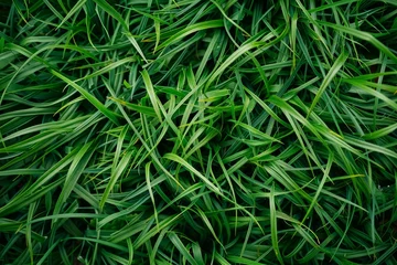 Close up of dense, vibrant green grass blades creating a beautiful natural background