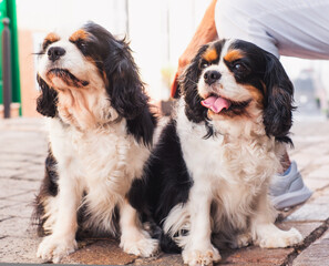 Black and white couple of  cavalier king Charles spaniel dogs sitting outdoors in the street...