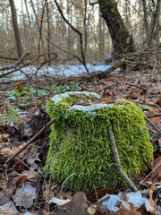 Moss covered stump in a tranquil forest setting