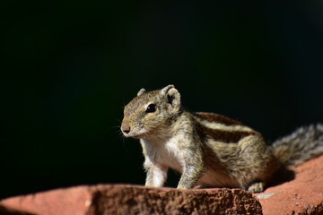 Beautiful Squirrel