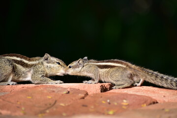 Squirrels are members of the family Sciuridae, a family that includes small or medium-sized rodents. The squirrel family includes tree squirrels, ground squirrels, and flying squirrels. 