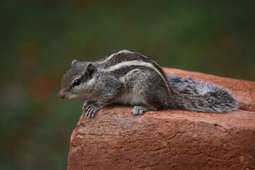 Squirrels are members of the family Sciuridae, a family that includes small or medium-sized rodents. The squirrel family includes tree squirrels, ground squirrels, and flying squirrels. 
