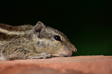 Squirrels are members of the family Sciuridae, a family that includes small or medium-sized rodents. The squirrel family includes tree squirrels, ground squirrels, and flying squirrels. 