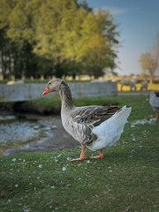 Domestic geese standing on the grass by the lake in the village