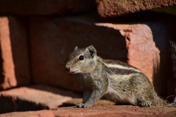 Squirrels are members of the family Sciuridae, a family that includes small or medium-sized rodents. The squirrel family includes tree squirrels, ground squirrels, and flying squirrels. 