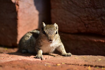 Squirrels are members of the family Sciuridae, a family that includes small or medium-sized rodents. The squirrel family includes tree squirrels, ground squirrels, and flying squirrels. 
