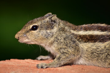 Squirrels are members of the family Sciuridae, a family that includes small or medium-sized rodents. The squirrel family includes tree squirrels, ground squirrels, and flying squirrels. 