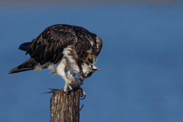 Bird of prey, Osprey (Pandion haliaetus) eat caught fish, in the Sardinian marshes. Italy.