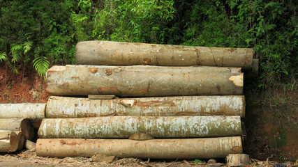 stack of wood logs, pile of log trunks, the logging timber wood industry before turn it into wooden product. firewood.