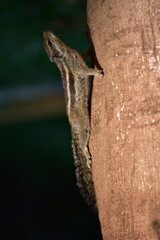 Squirrels are members of the family Sciuridae, a family that includes small or medium-sized rodents. The squirrel family includes tree squirrels, ground squirrels, and flying squirrels. 