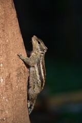 Squirrels are members of the family Sciuridae, a family that includes small or medium-sized rodents. The squirrel family includes tree squirrels, ground squirrels, and flying squirrels. 