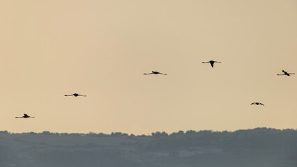 The flight of the pink flamingos at sunset in backlight.