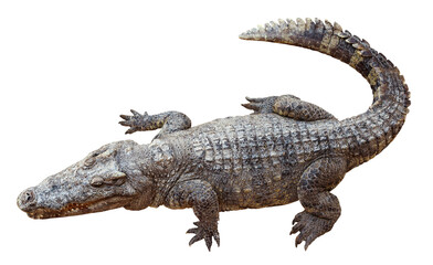 Wildlife crocodile isolated on transparent background