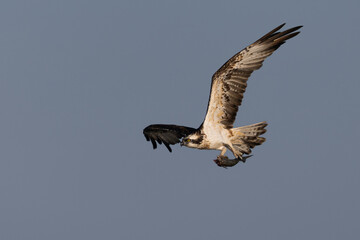 Bird of prey, Osprey (Pandion haliaetus) in the Sardinian marshes. Italy.