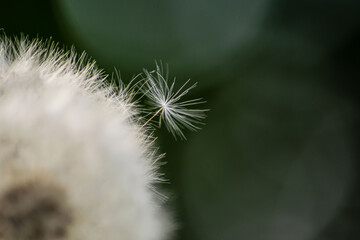 dandelion seed head before the flight