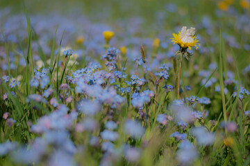 Flower fairies in forget-me-nots